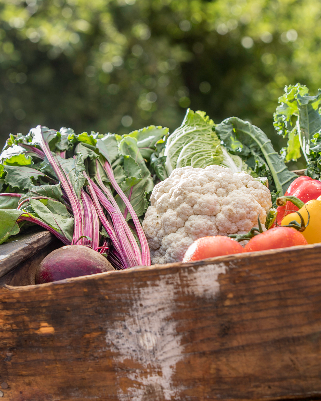 Yazın Sonuna Doğru Alınması Gereken Vitamin ve Mineraller: Mevsimsel Beslenme Rehberi